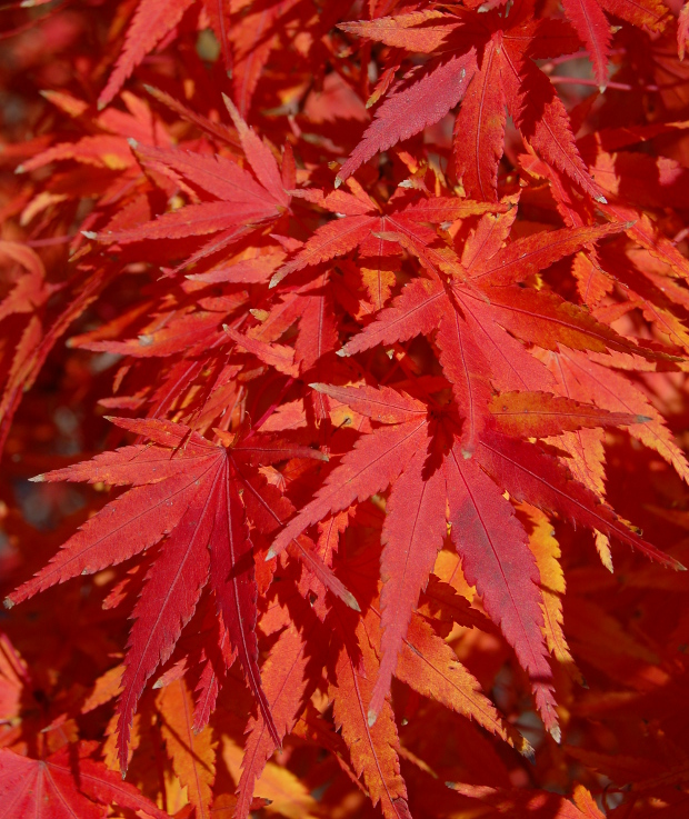 fall foliage color of red maples: nature's fiery spectacle