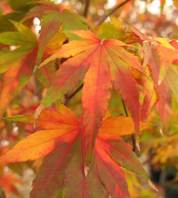 weeping japanese maple garden