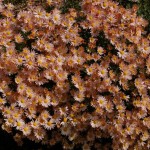 Chrysanthemum 'Sheffield Pink'--A Truly Hardy, Perennial Mum