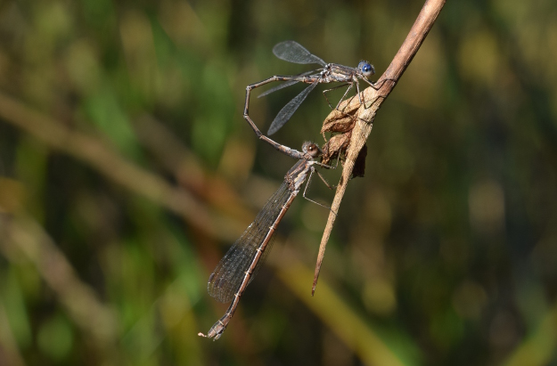 Disturbing Facts About Dragonflies You Won T Believe Are True The World S Best Gardening Blog