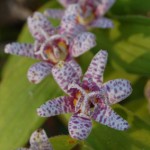 All Hail the Toad Lily:  Prince of Fall Perennials