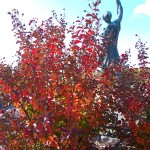 Lagerstroemia Crape myrtle has brilliant fall color