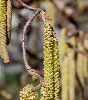 corylus avellana contorta harry lauders walking stick flowers