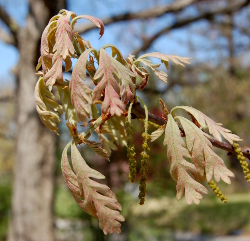 baby oak leaves make it into my garden journal