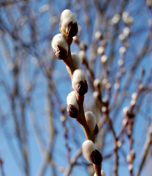 salix caprea french pussy willow