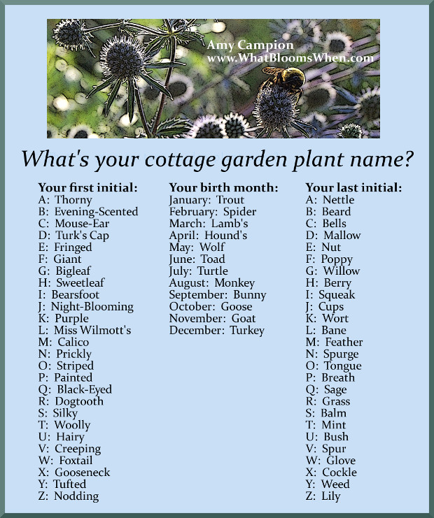 What's your cottage garden plant name Amy Campion What Blooms When