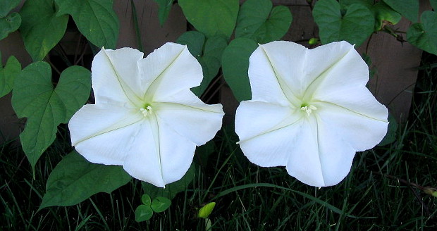 Ipomoea alba, moonflower vine, Wikipedia http://en.wikipedia.org/wiki/Ipomoea_alba 