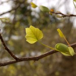 The Unsung Season of Baby Leaves