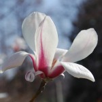 Mad about Magnolias: Eight Early-Bloomers