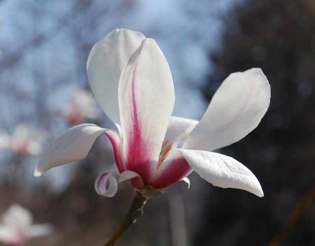 Mad about Magnolias: Eight Early-Bloomers