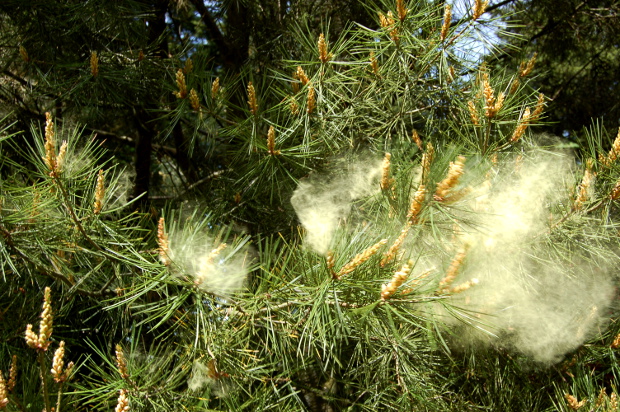 pine allergies