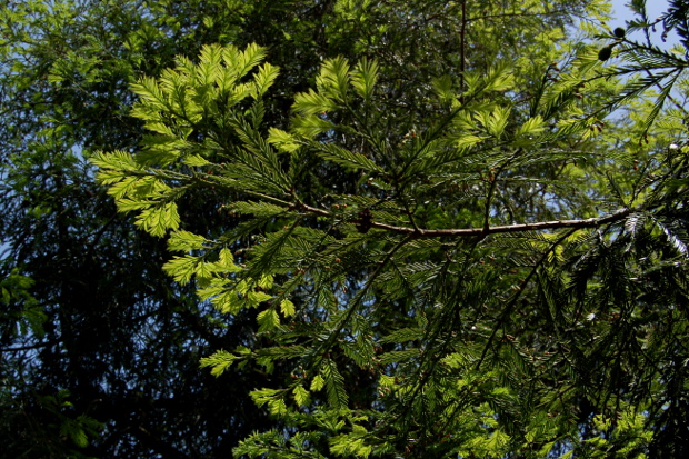 What Happens When You Tickle a Pine Tree in Spring?