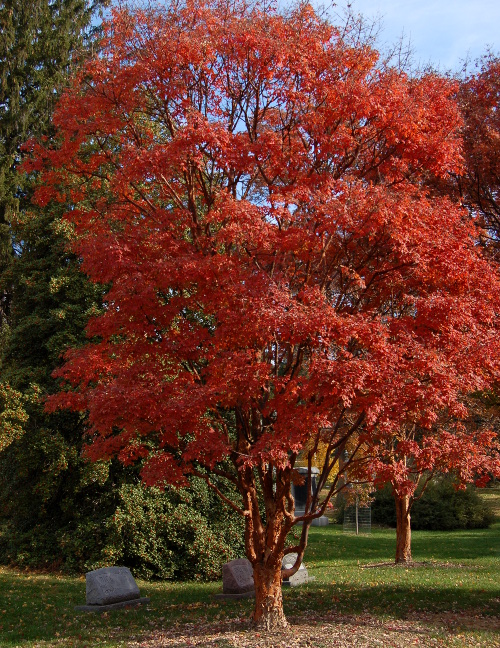 paperbark maple flowers