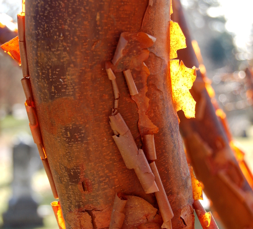 do paperbark maple tree roots go to water systems