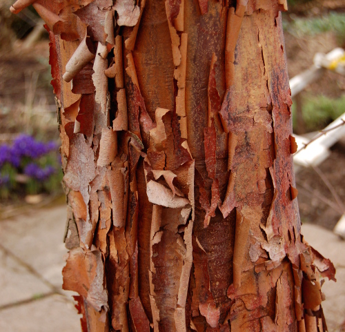 paperbark maple bark