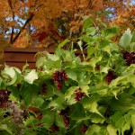 Eight Great Shrubs for Fall Foliage and Fruit
