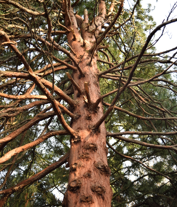 sciadopitys verticillata japanese umbrella pine bark 012415 163