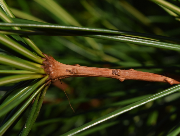 Japanese Pine Stem