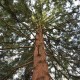 Japanese Umbrella Pine (Sciadopitys): A Living Fossil