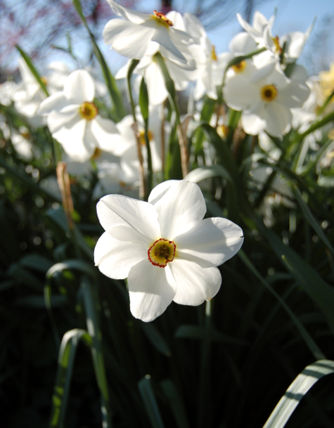 The Poet's Daffodil Actaea, Narcissus