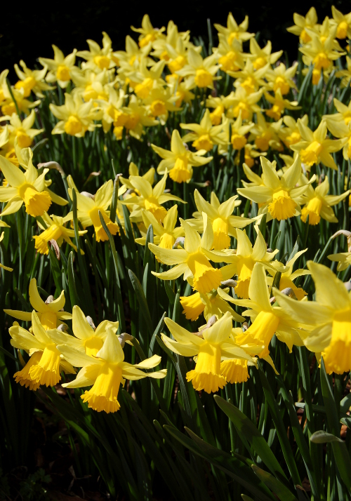 The Poet's Daffodil Actaea, Narcissus