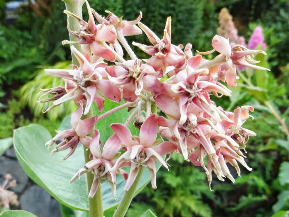 asclepias speciosa showy milkweed chickadee gardens