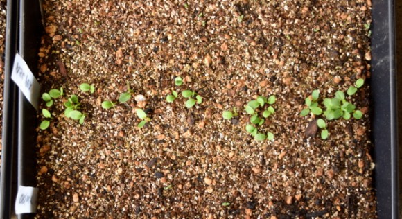 asclepias tuberosa seedlings started outside 031615 001