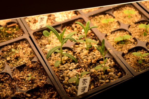 milkweed seedlings raised under lights 031515 057