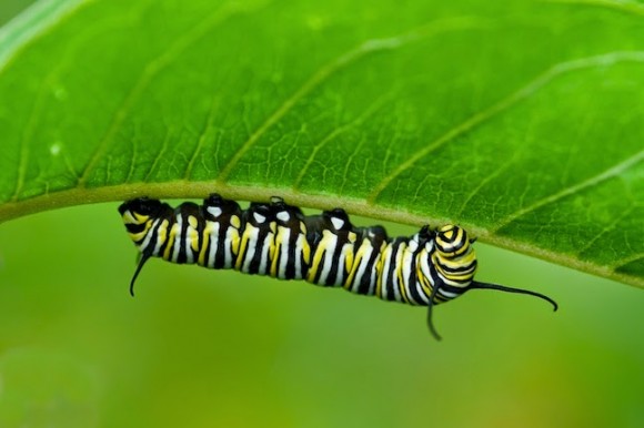 monarch butterfly caterpillar janet loughrey