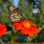 How to Grow Native Milkweed from Seed for Monarch Butterflies
