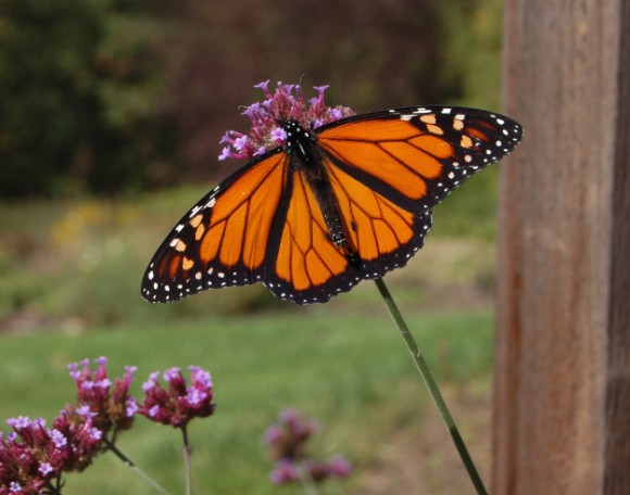 monarch butterfly on verbena bonariensis 100211 142