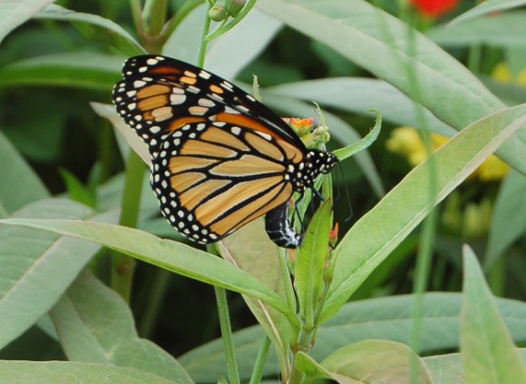 monarch laying eggs on milkweed 071810 114