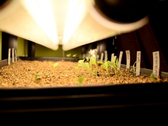 indoor seedlings need fluorescent lights