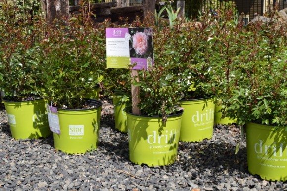 Drift groundcover roses from Star Roses & Plants sold in chartreuse-colored pots.