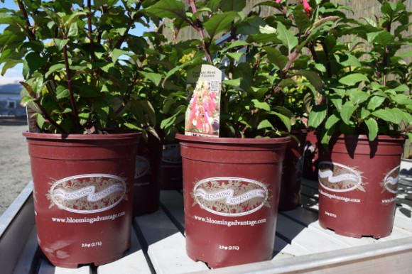 Burgundy pots mean Blooming Advantage in the Northwest.