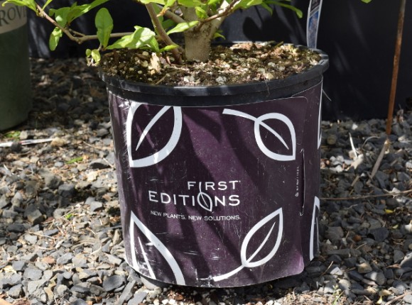 First Editions has their own pots, too, but here they've made it a little easier on the grower by providing a sleeve instead to go around a plain black pot.