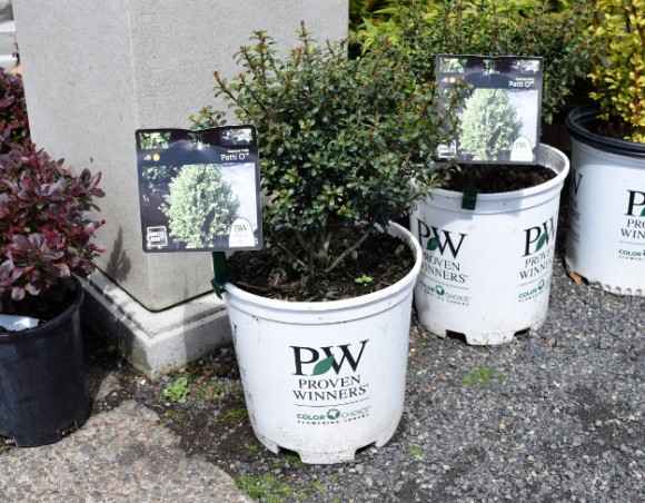 Proven Winners plants are sold in distinctive white pots.