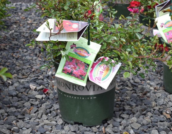 Monrovia's Flower Carpet roses come in a branded green pot with two color tags and a packet of proprietary fertilizer. Oh yeah, I think there's a plant under there, too.