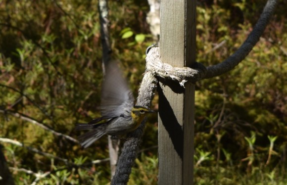 blackburnian warbler in peat bog in minnesota 052215 249
