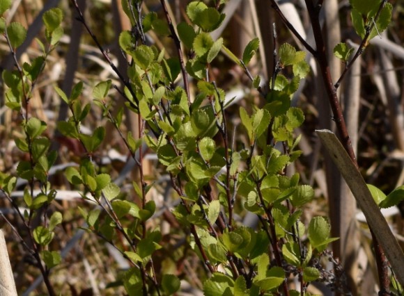 bog birch betula pumila near minnesota peat bog 052315 068