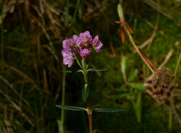 bog laurel kalmia polifolia in peat bog 052215 169