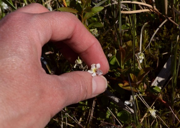 bog white violet viola lanceolata in minnesota peat bog 052315 122