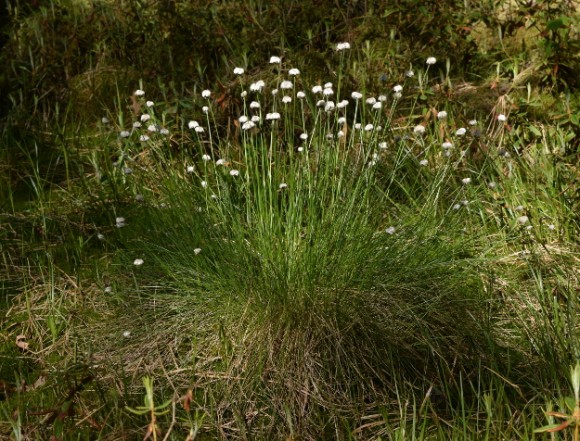 cotton grass eriophorum angustifolium in peat bog in minnesota 052215 164