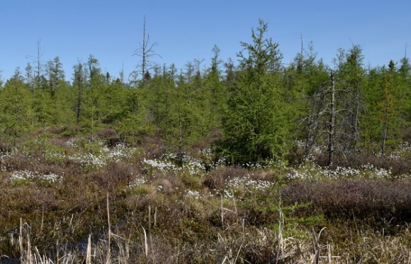 cotton grasses eriophorum angustifolium in peat bog 052315 045