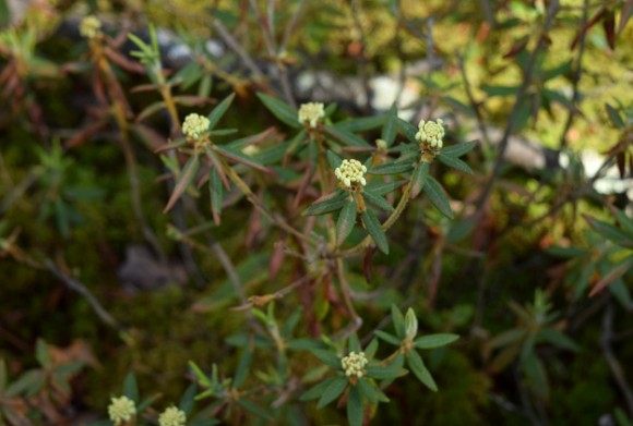 labrador tea ledum groenlandicum rhododendron in minnesota peat bog 052115 061