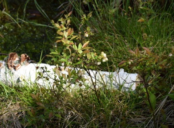 lowbush blueberry vaccinium angustifolium in minnesota peat bog 052215 220