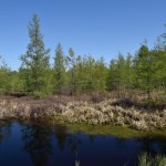 The Weird, Wonderful World of a Peat Bog