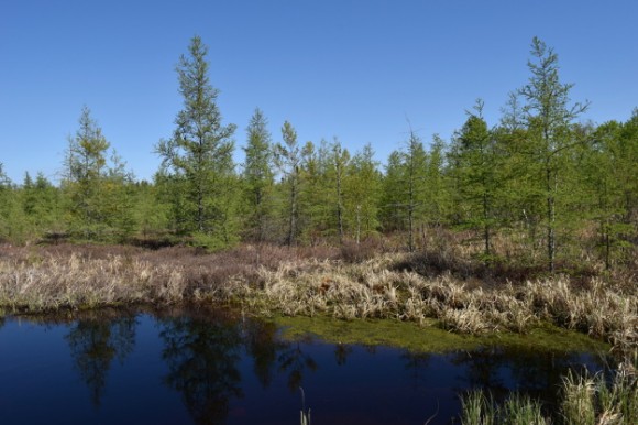 peat bog and blue water in isle minnesota 052315 016