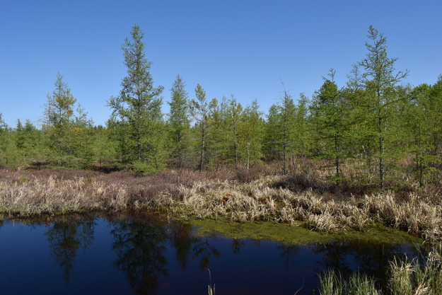 traditional bog landscape with bog trees, lake, grass and moss
