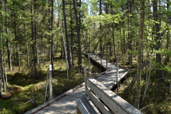 peat bog boardwalk at kathio state park minnesota 052215 245